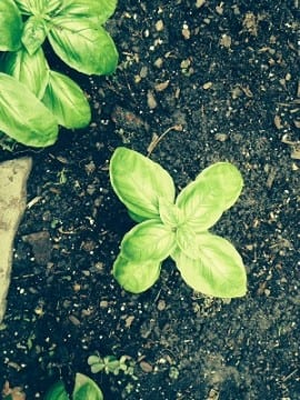 ProductiveMuslim Tips for Growing Your Own Greens Basil