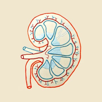 Taking Care of Your Kidneys: The Key to Your Daily Productivity | ProductiveMuslim